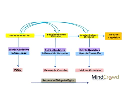 Procesos de envejecimiento cerebral.