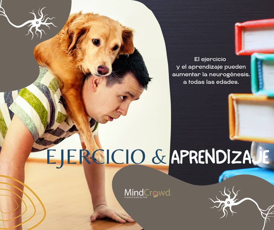 El ejercicio y el aprendizaje pueden aumentar la neurogénesis, incluso en los ancianos.